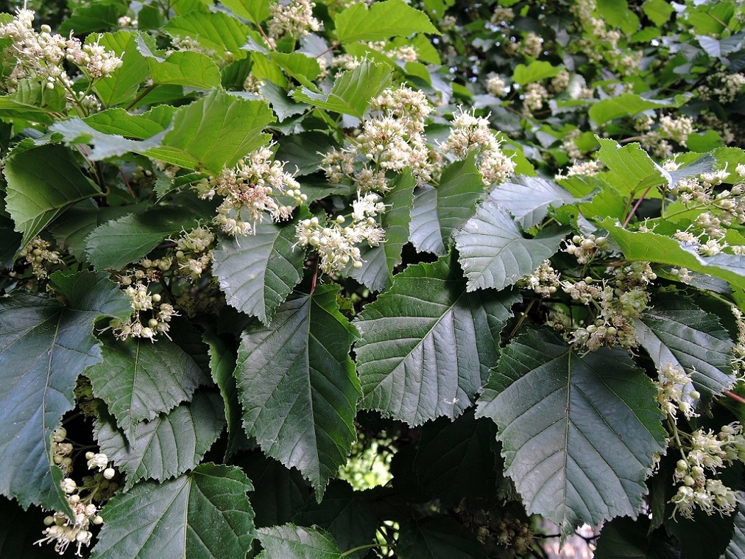 Image of Acer tataricum specimen.