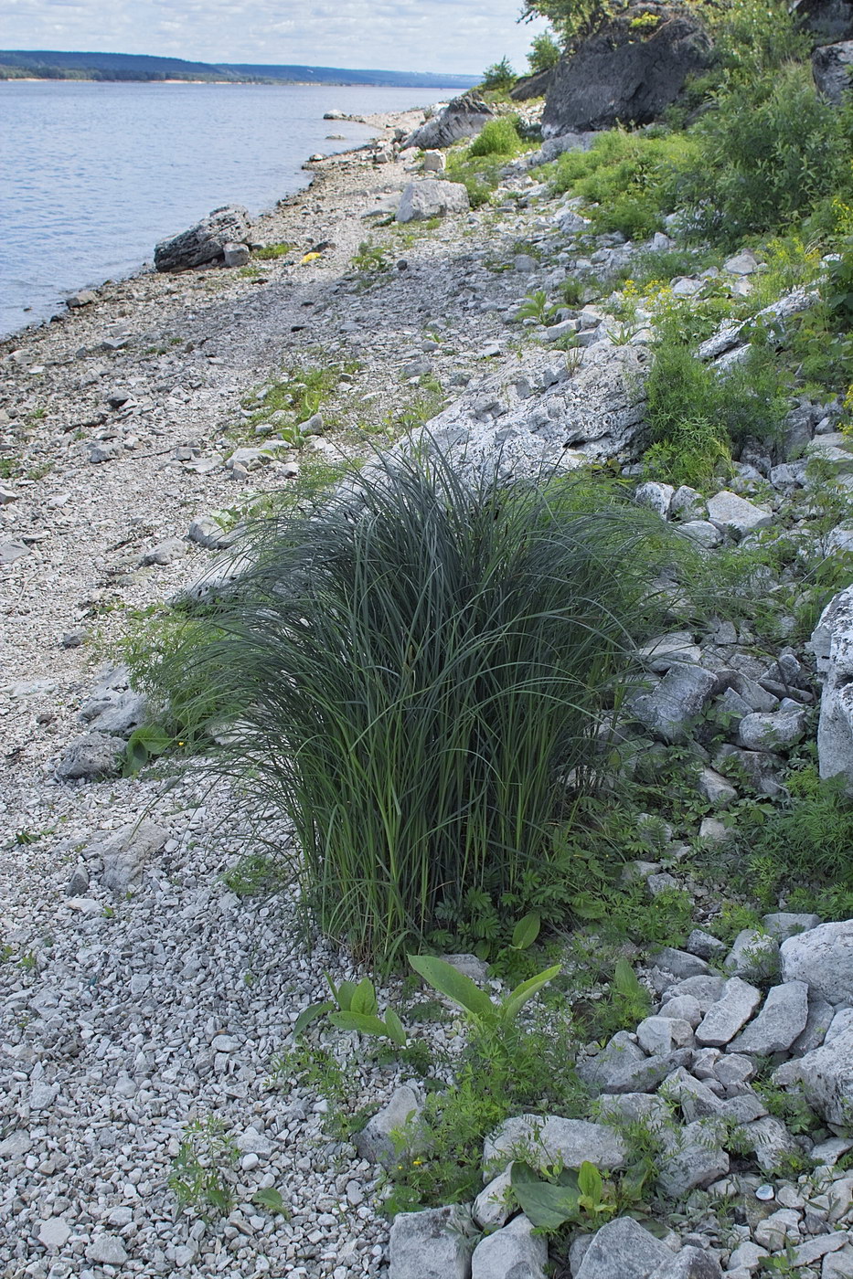 Image of Carex acuta specimen.