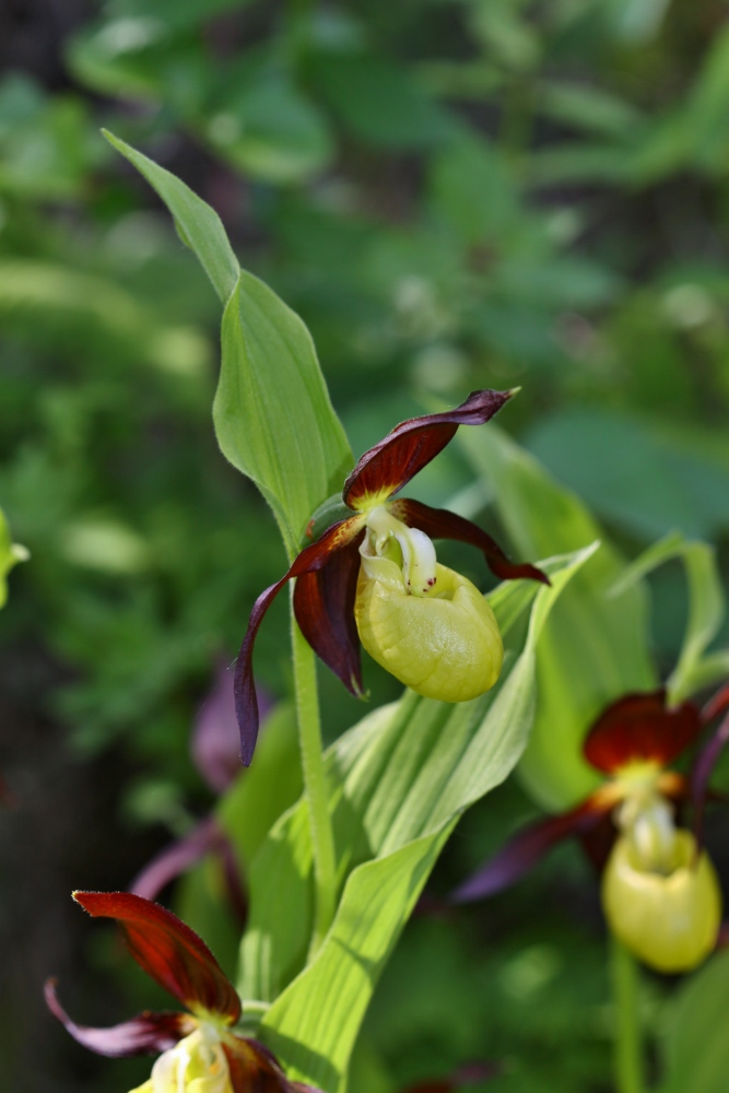 Image of Cypripedium calceolus specimen.