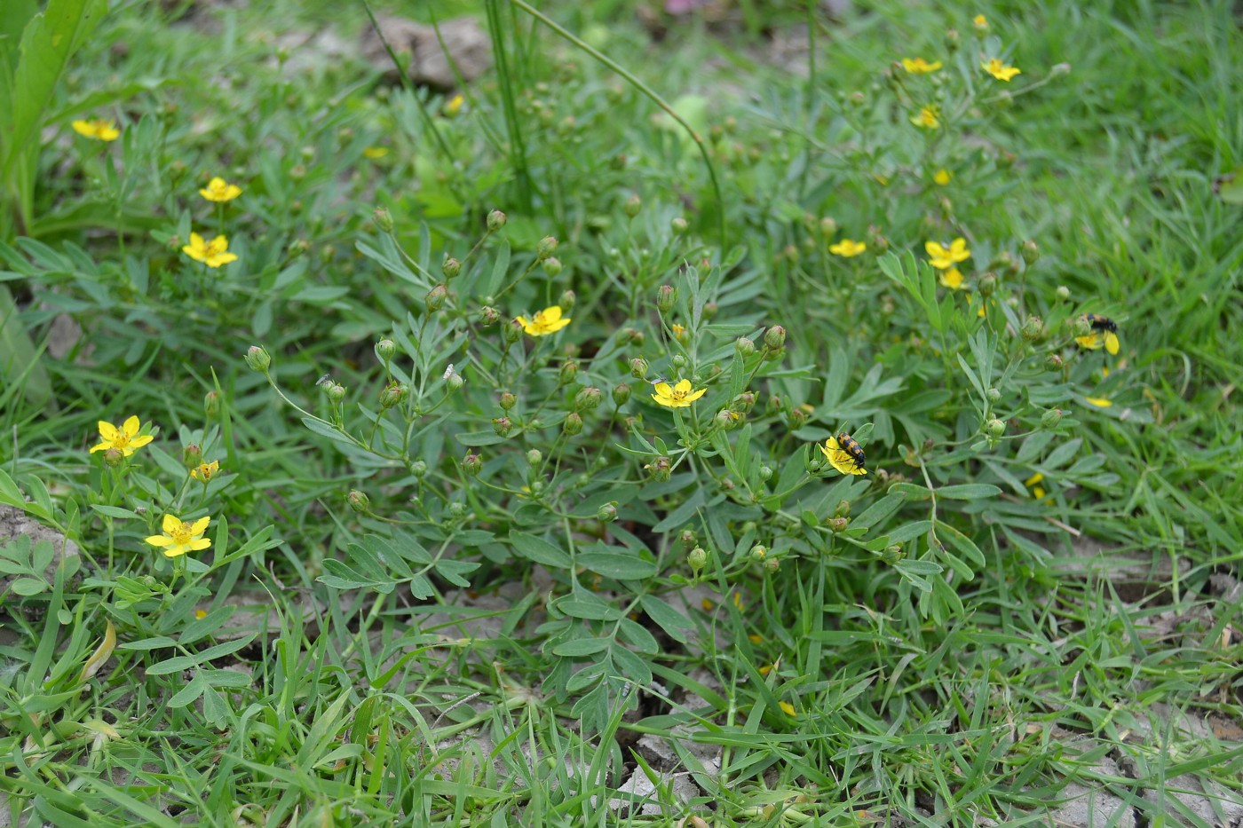 Изображение особи Potentilla bifurca.