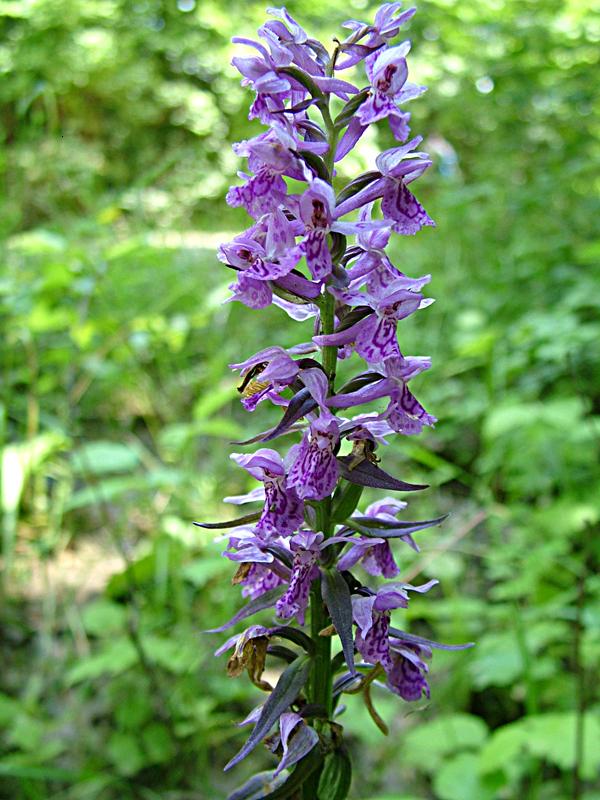 Image of Dactylorhiza urvilleana specimen.