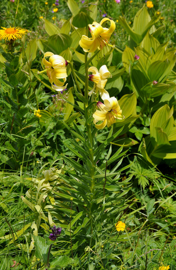 Изображение особи Lilium monadelphum.