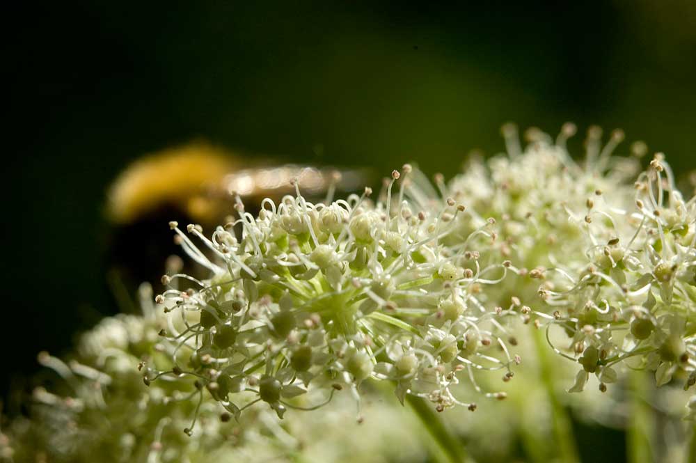 Изображение особи семейство Apiaceae.