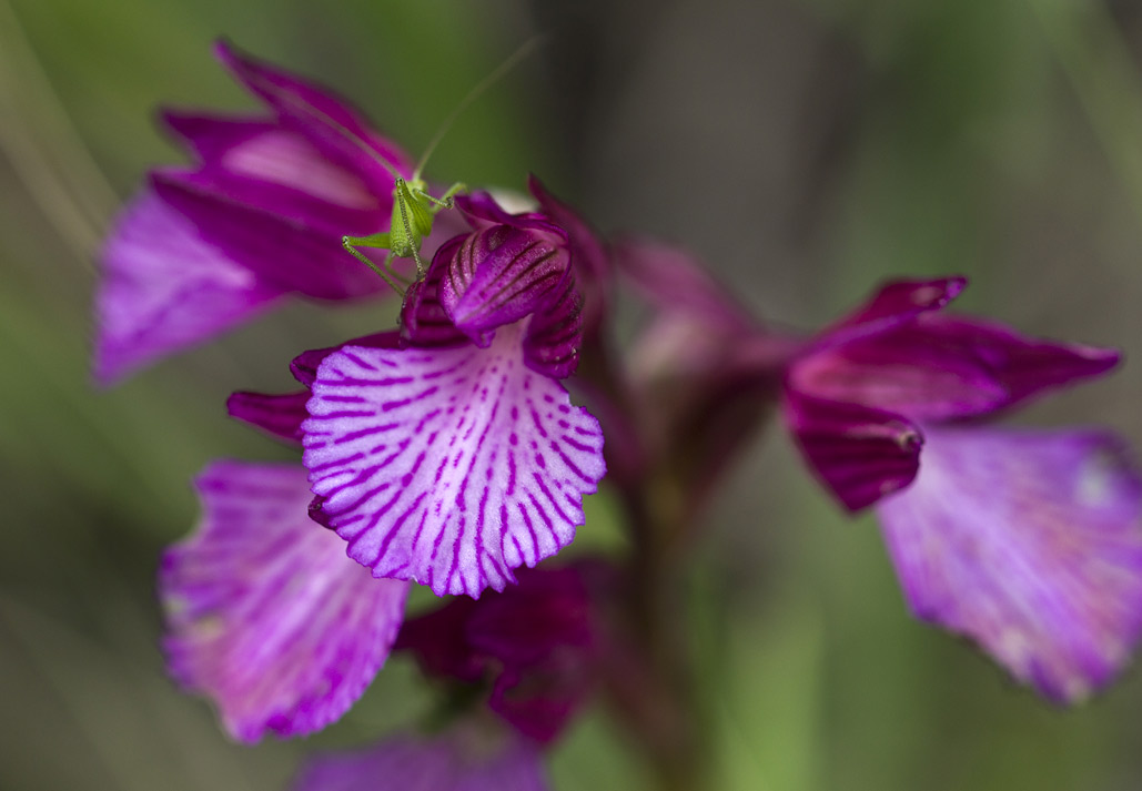 Изображение особи Anacamptis papilionacea.