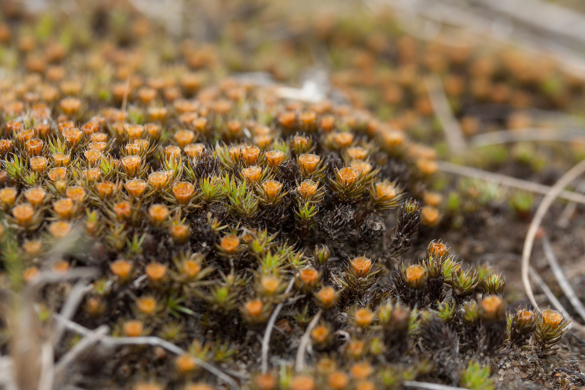 Image of Polytrichum piliferum specimen.