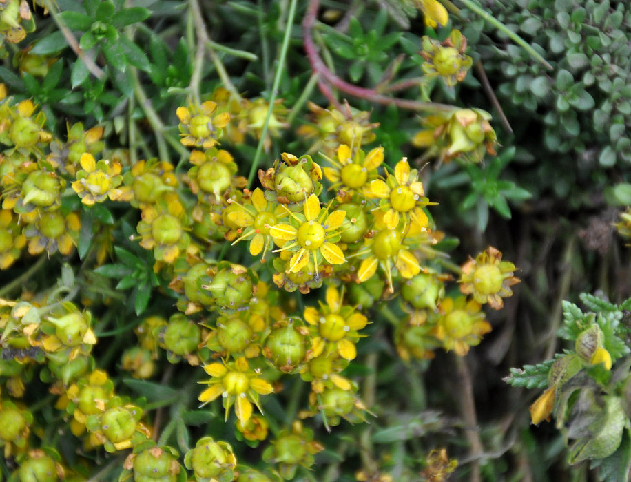 Image of Saxifraga aizoides specimen.