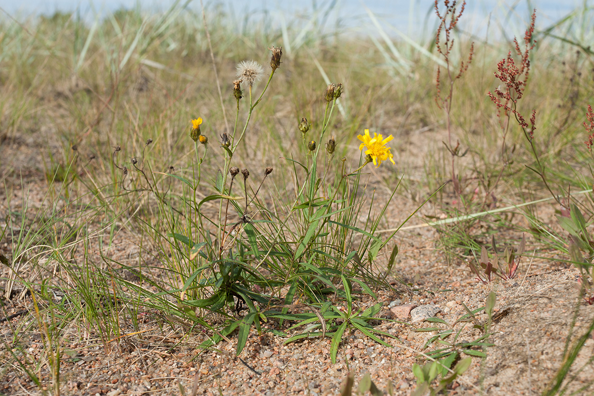 Image of Hieracium umbellatum var. dunale specimen.