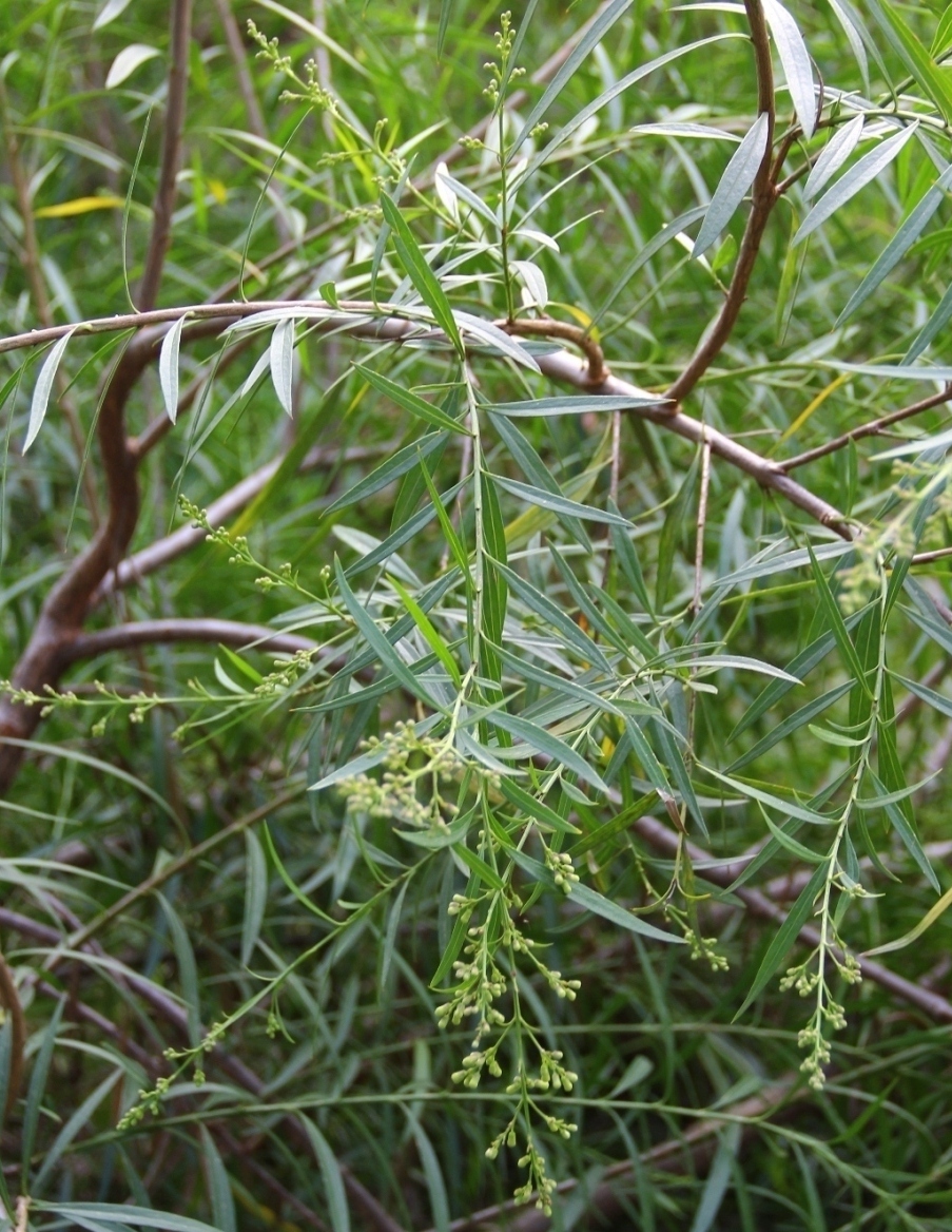 Image of Freylinia lanceolata specimen.