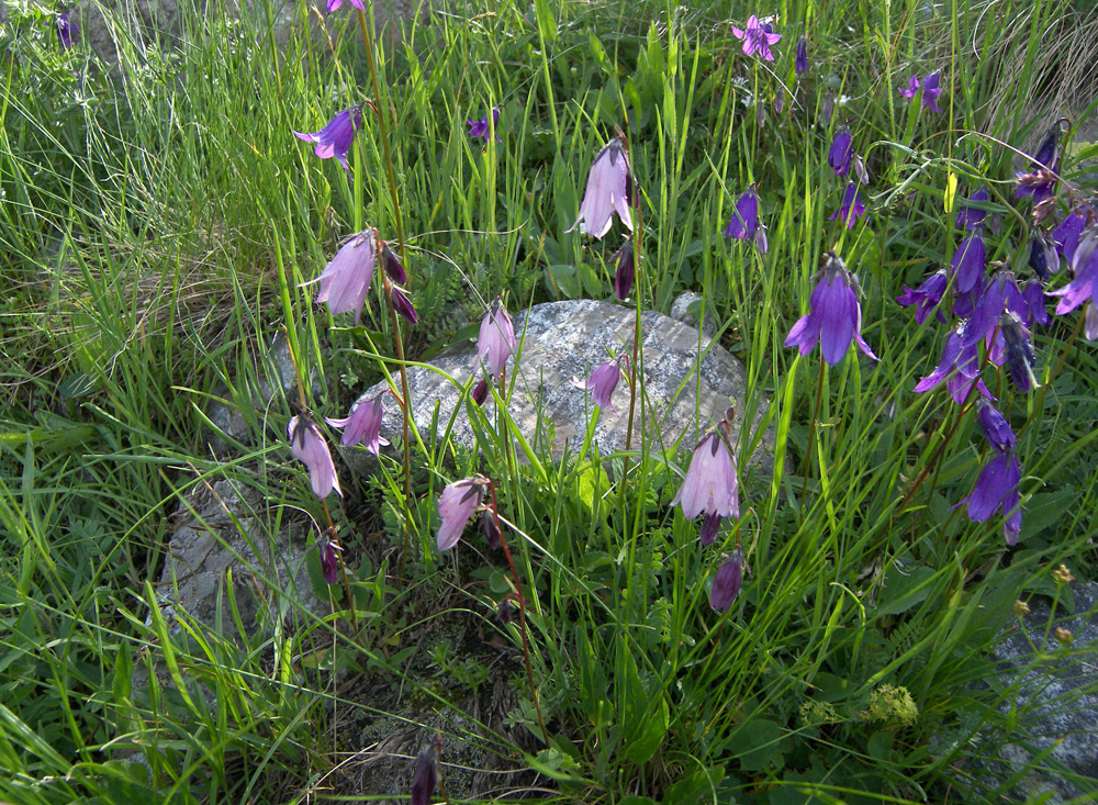 Image of Campanula collina specimen.