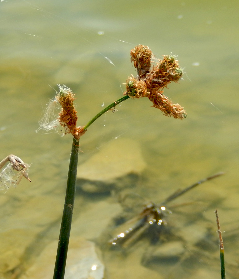 Image of Schoenoplectus tabernaemontani specimen.