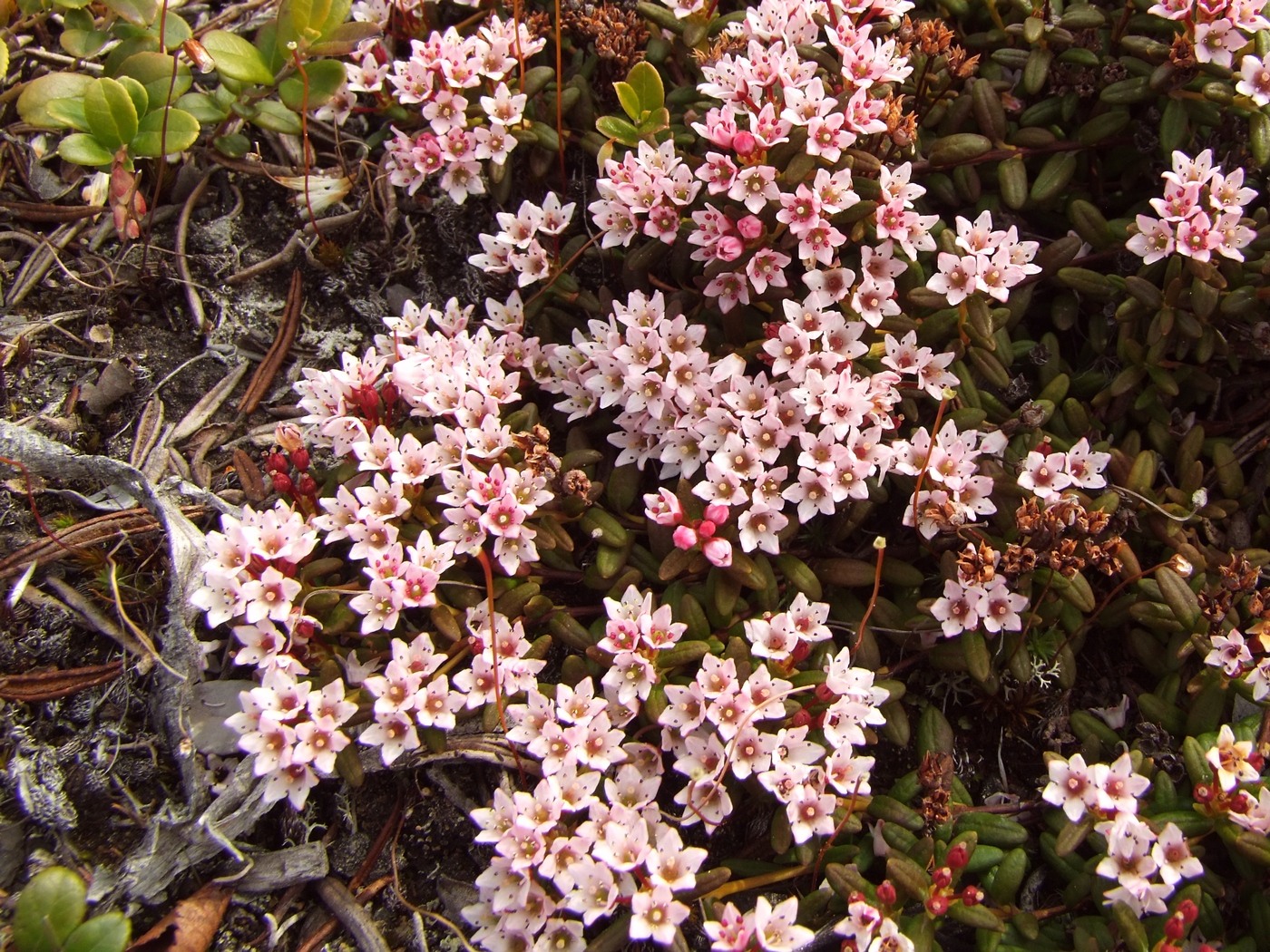 Image of Loiseleuria procumbens specimen.