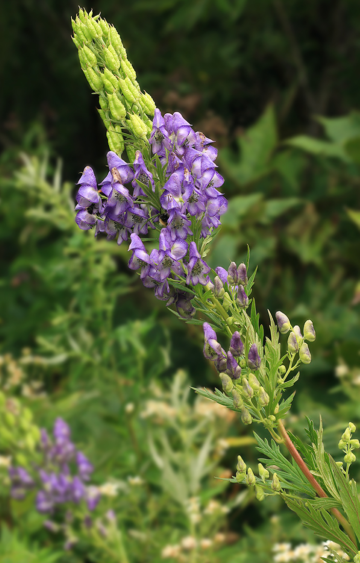 Изображение особи Aconitum sachalinense.