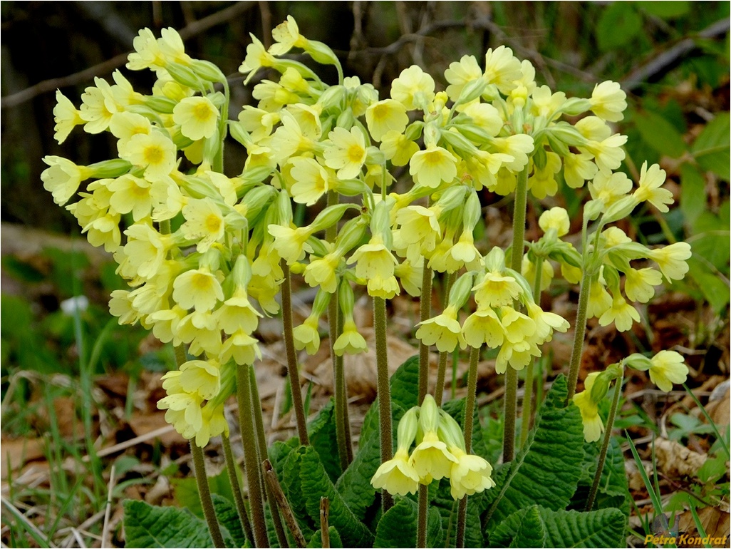 Image of Primula elatior specimen.