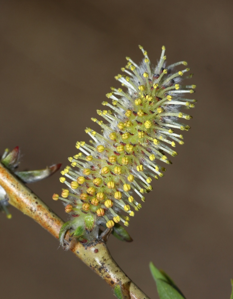 Изображение особи Salix miyabeana.