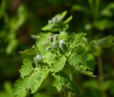 Chelidonium majus. Верхушка растения с нераскрывшимся соцветием и молодыми листьями. Московская обл., Раменский р-н, окр. дер. Хрипань, садовый участок. 19.05.2017.