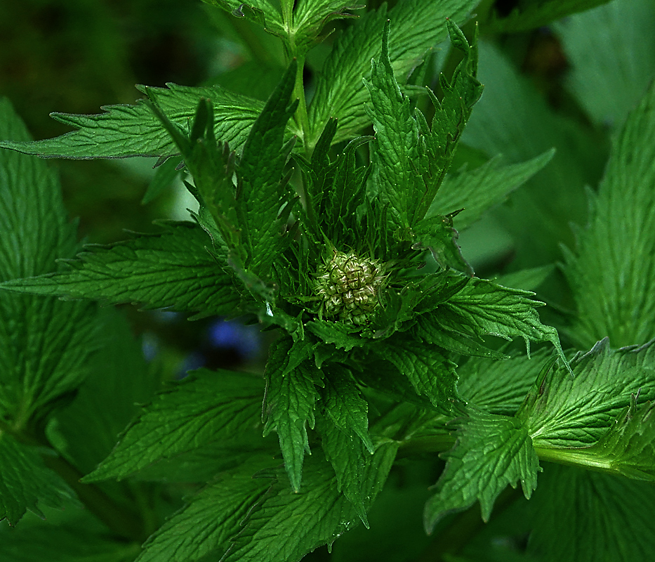 Image of Valeriana officinalis specimen.