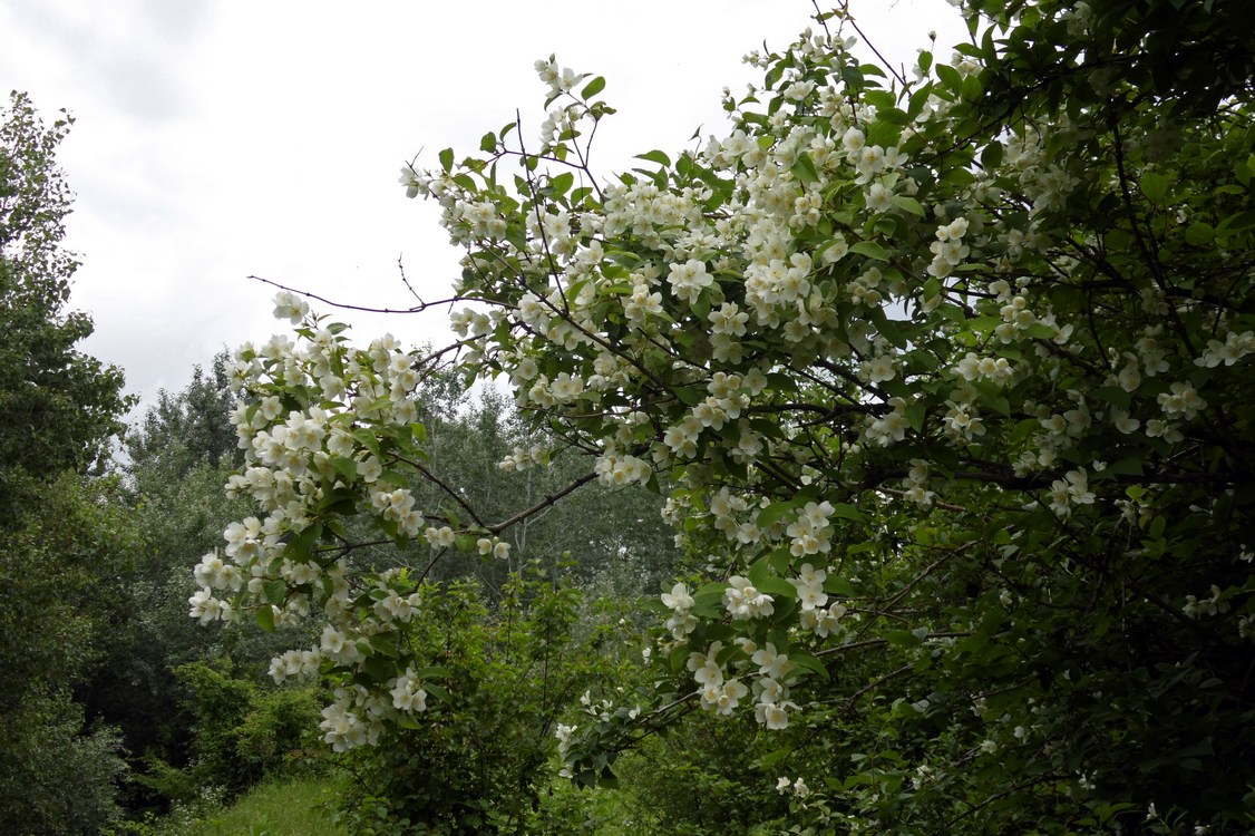 Image of Philadelphus caucasicus specimen.