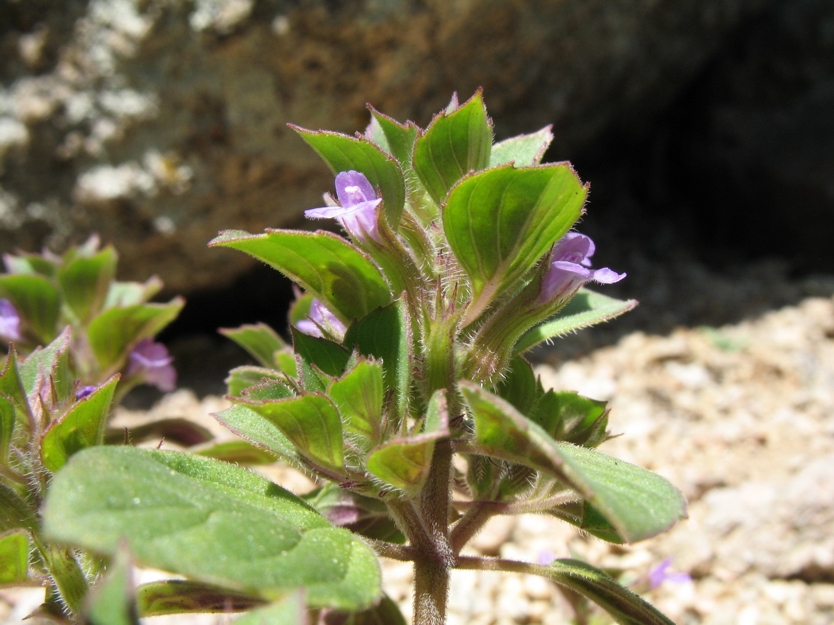 Изображение особи Ziziphora graveolens.