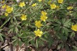 Anemone ranunculoides