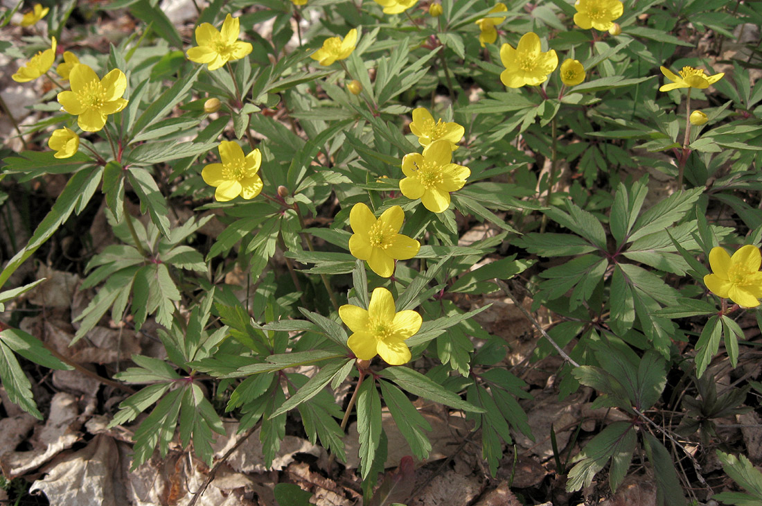 Image of Anemone ranunculoides specimen.