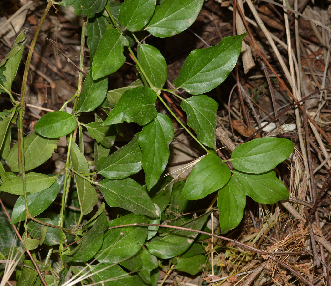 Image of Distictis buccinatoria specimen.