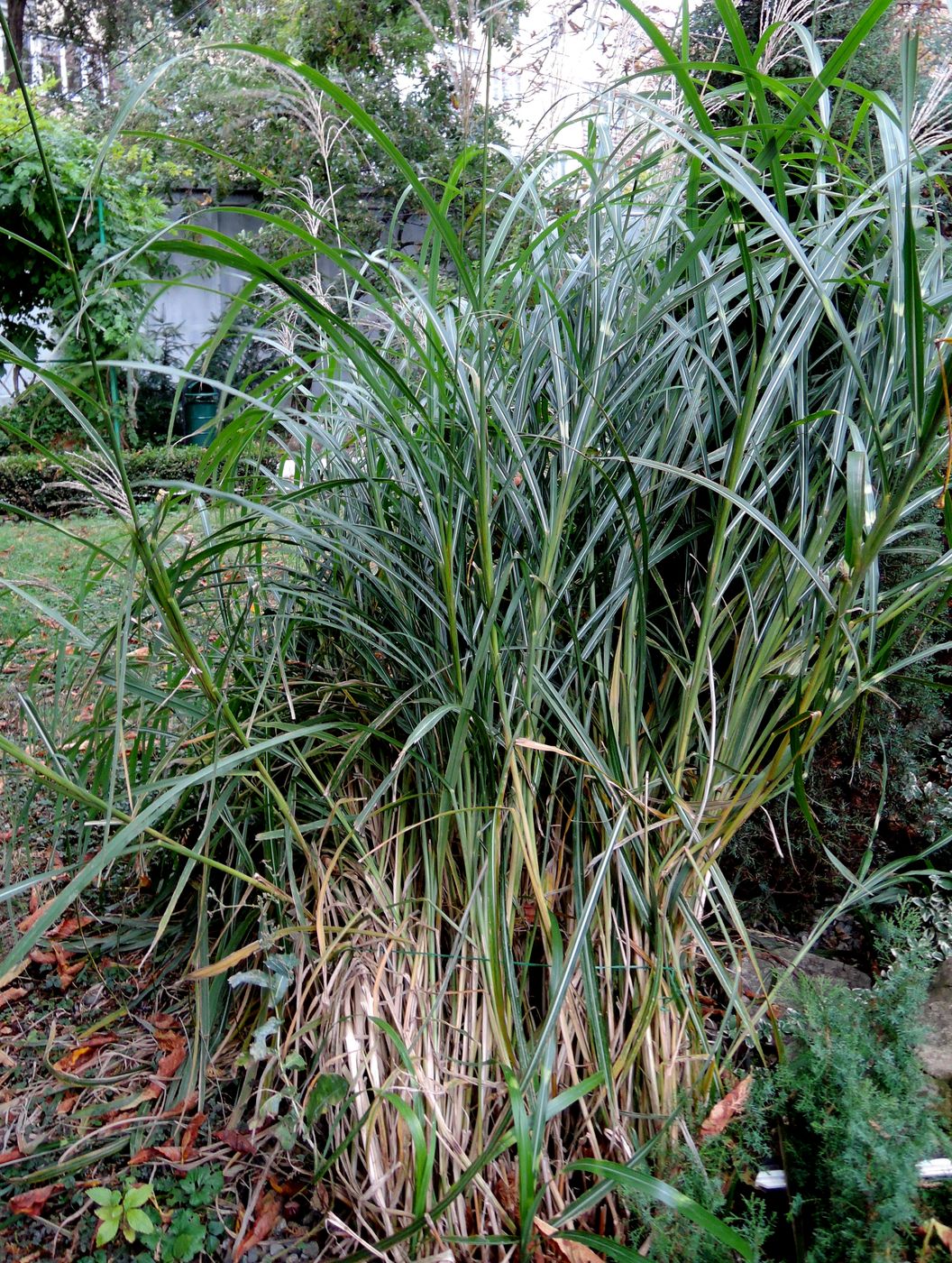 Image of Miscanthus sinensis specimen.