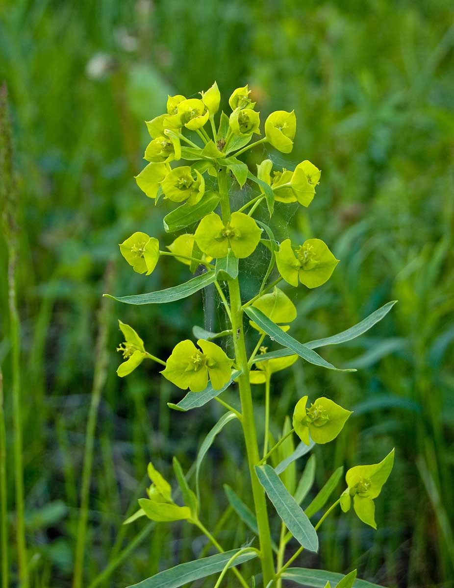 Image of Euphorbia virgata specimen.