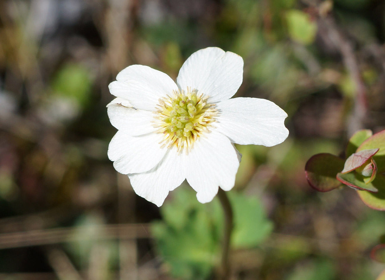 Image of Callianthemum isopyroides specimen.