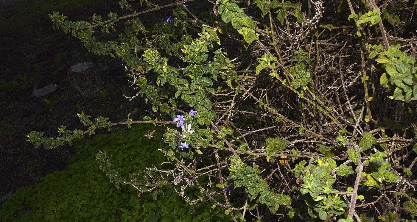 Изображение особи Barleria obtusa.