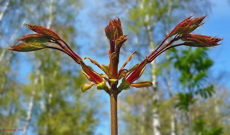 Изображение особи Acer platanoides.