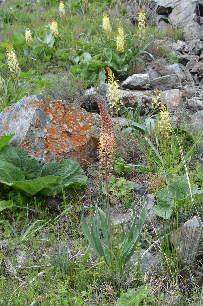 Image of Eremurus × decoloratus specimen.