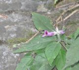 genus Ruellia. Верхушка цветущего растения. Китай, провинция Хунань, Сянси-Туцзя-Мяоский автономный округ, окр. г. Фэнхуан, рядом с пещерой Чилян (Qiliang). 09.10.2017.