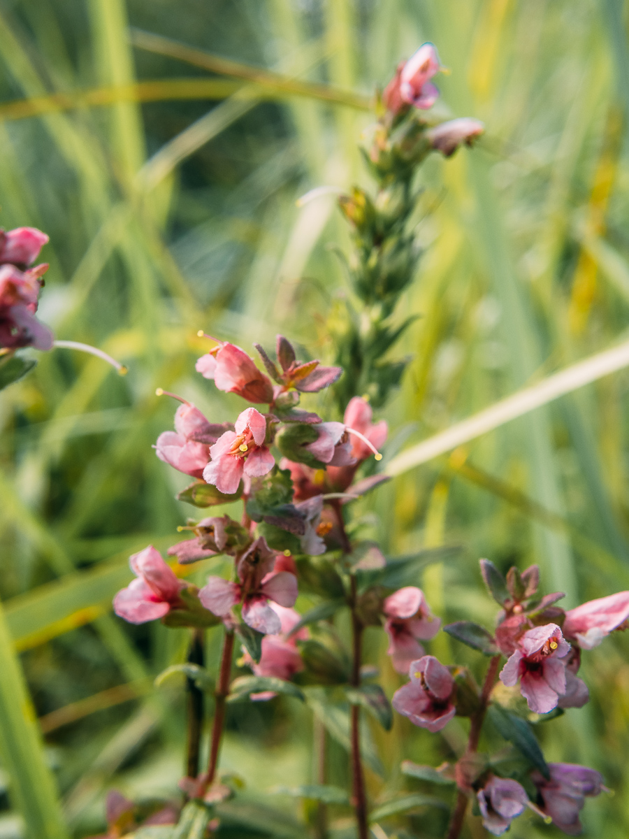 Изображение особи Odontites vulgaris.