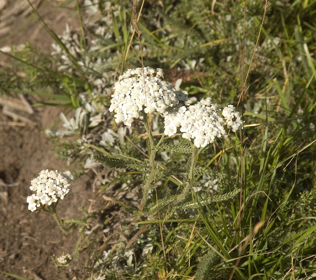 Image of Achillea millefolium specimen.