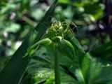 Tacca leontopetaloides. Распускающееся соцветие. Малайзия, о-в Калимантан, национальный парк Бако, опушка прибрежного леса. 08.05.2017.