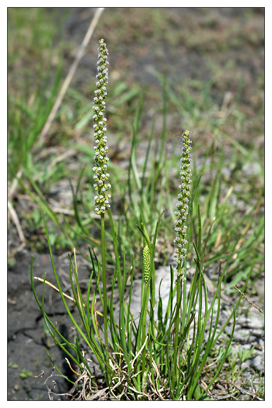 Image of Triglochin maritima specimen.