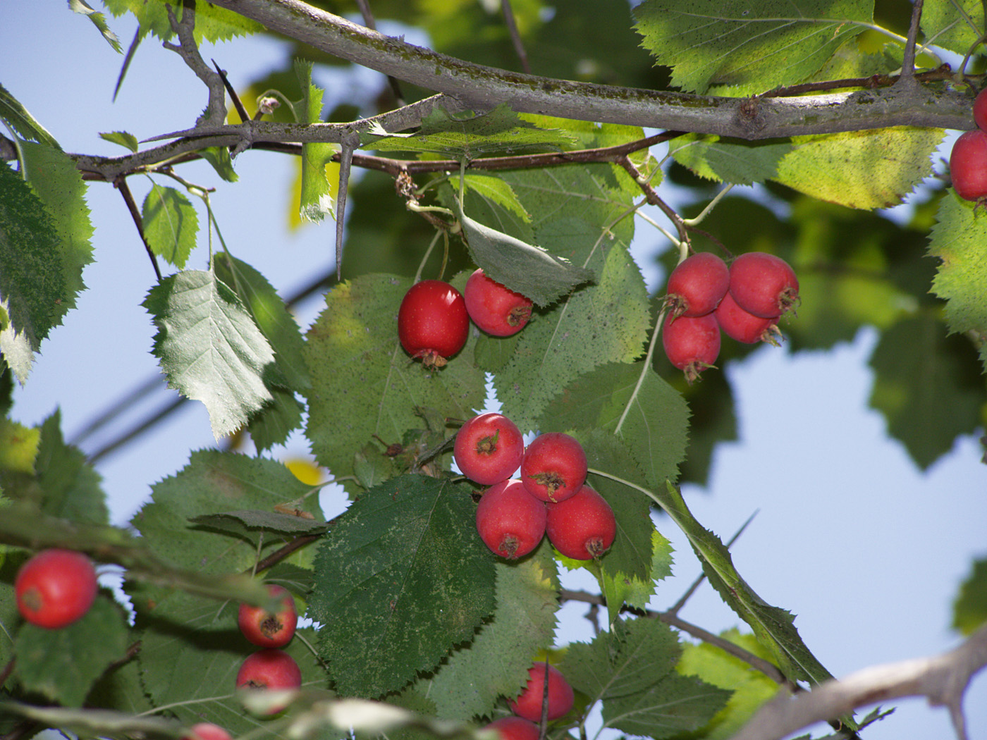 Image of Crataegus chrysocarpa var. blanchardii specimen.