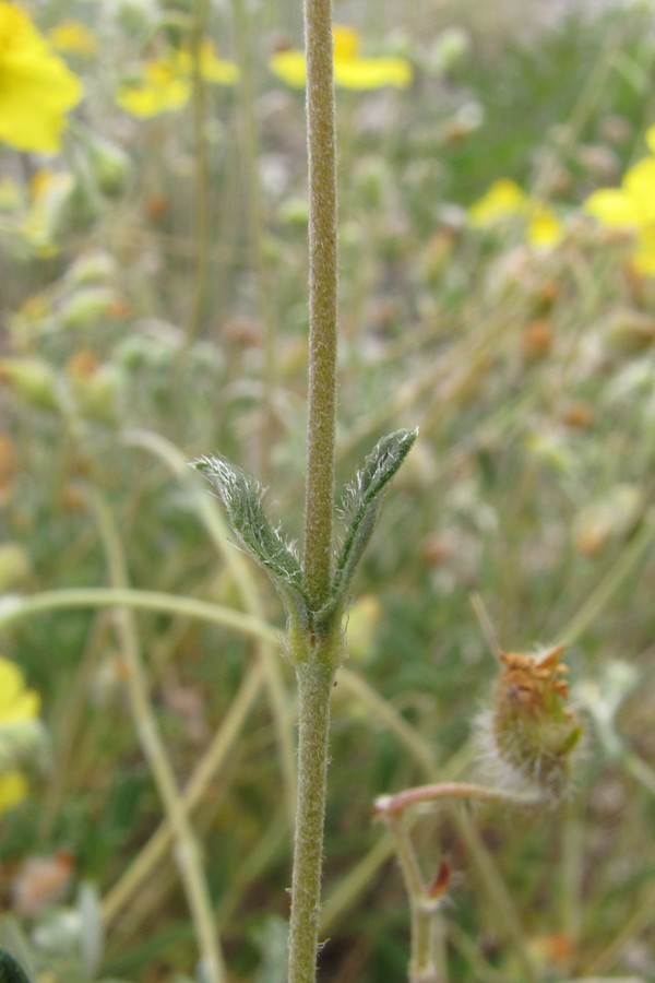 Image of Helianthemum georgicum specimen.