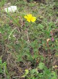 Helianthemum ovatum