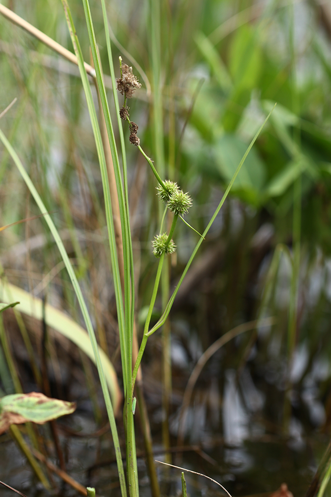 Изображение особи Sparganium stenophyllum.