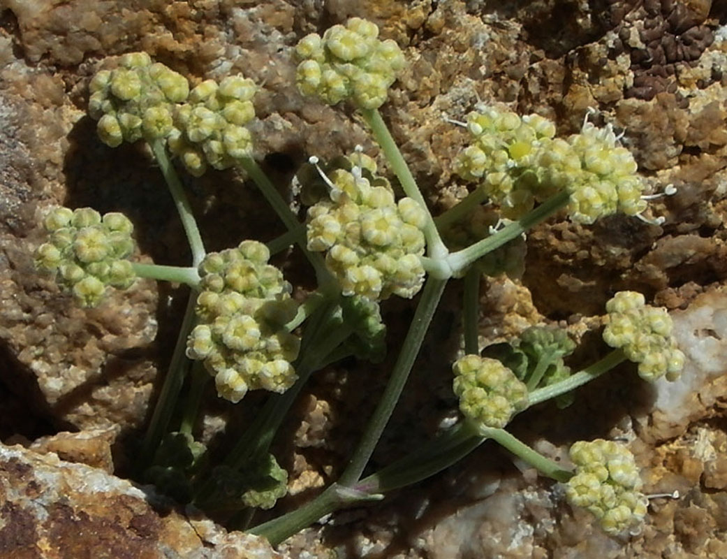 Изображение особи семейство Apiaceae.