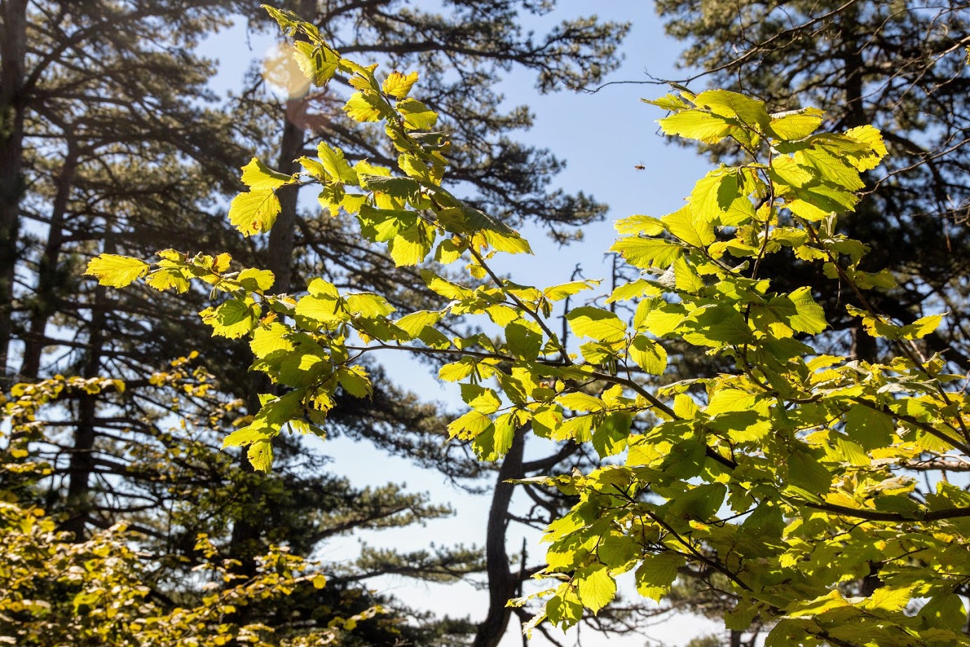 Изображение особи Corylus avellana.