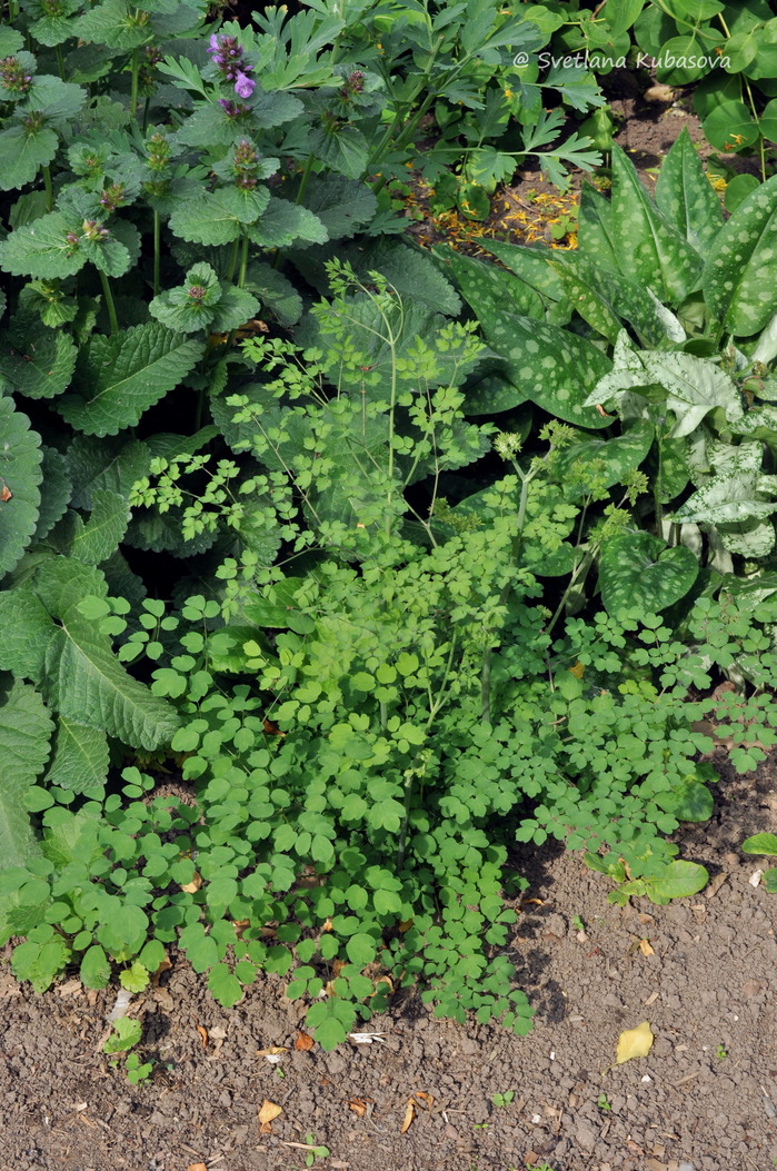 Image of Thalictrum delavayi specimen.