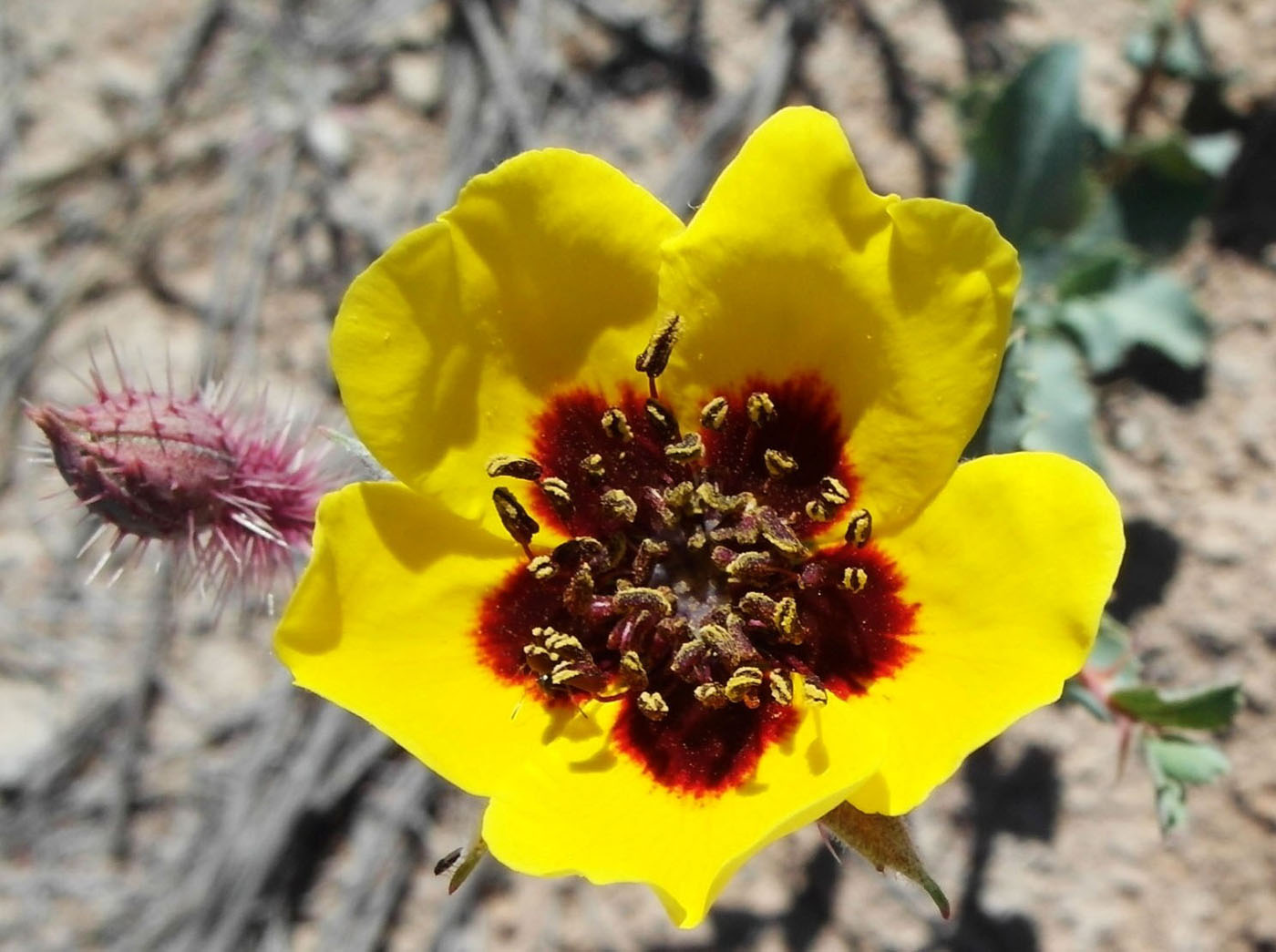 Image of Rosa berberifolia specimen.