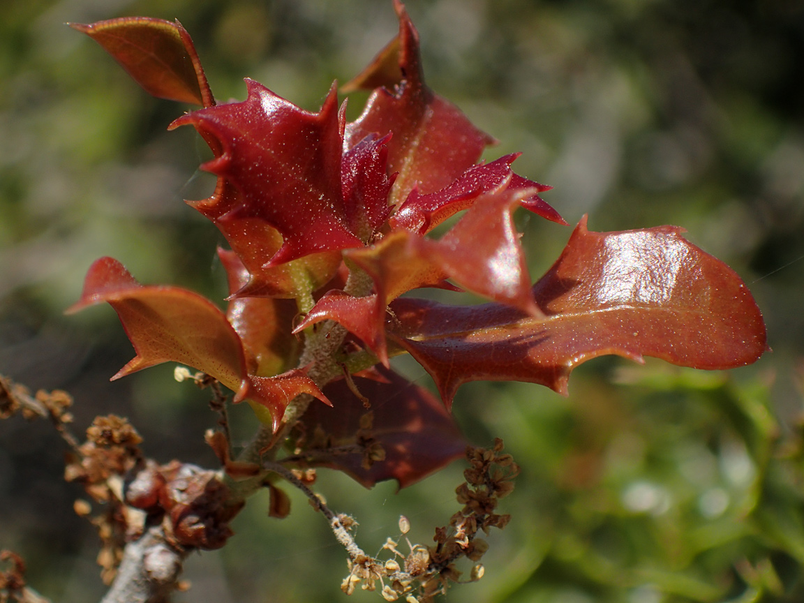 Изображение особи Quercus coccifera.