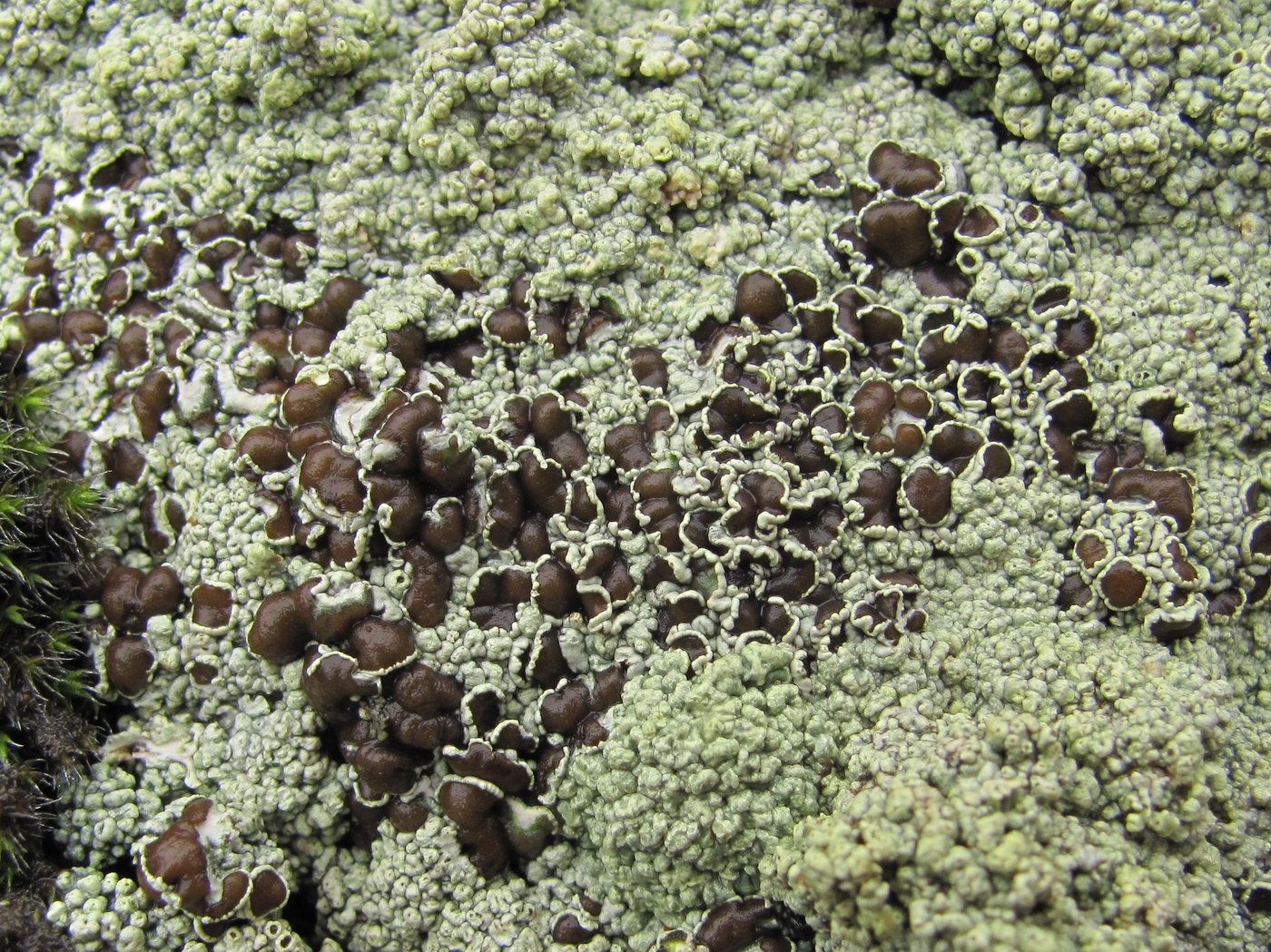 Изображение особи Lecanora argopholis.