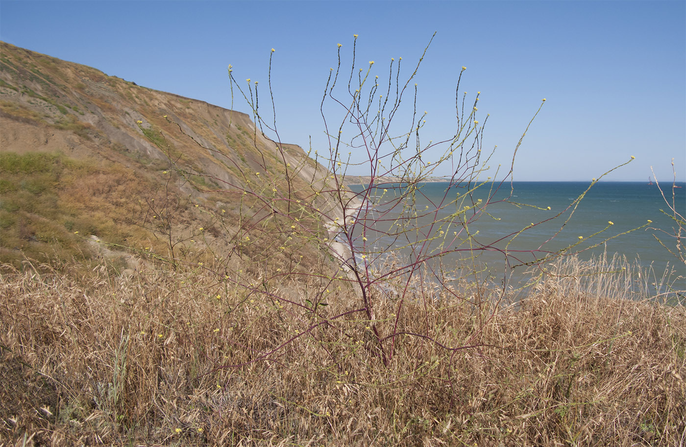 Image of Rapistrum rugosum specimen.