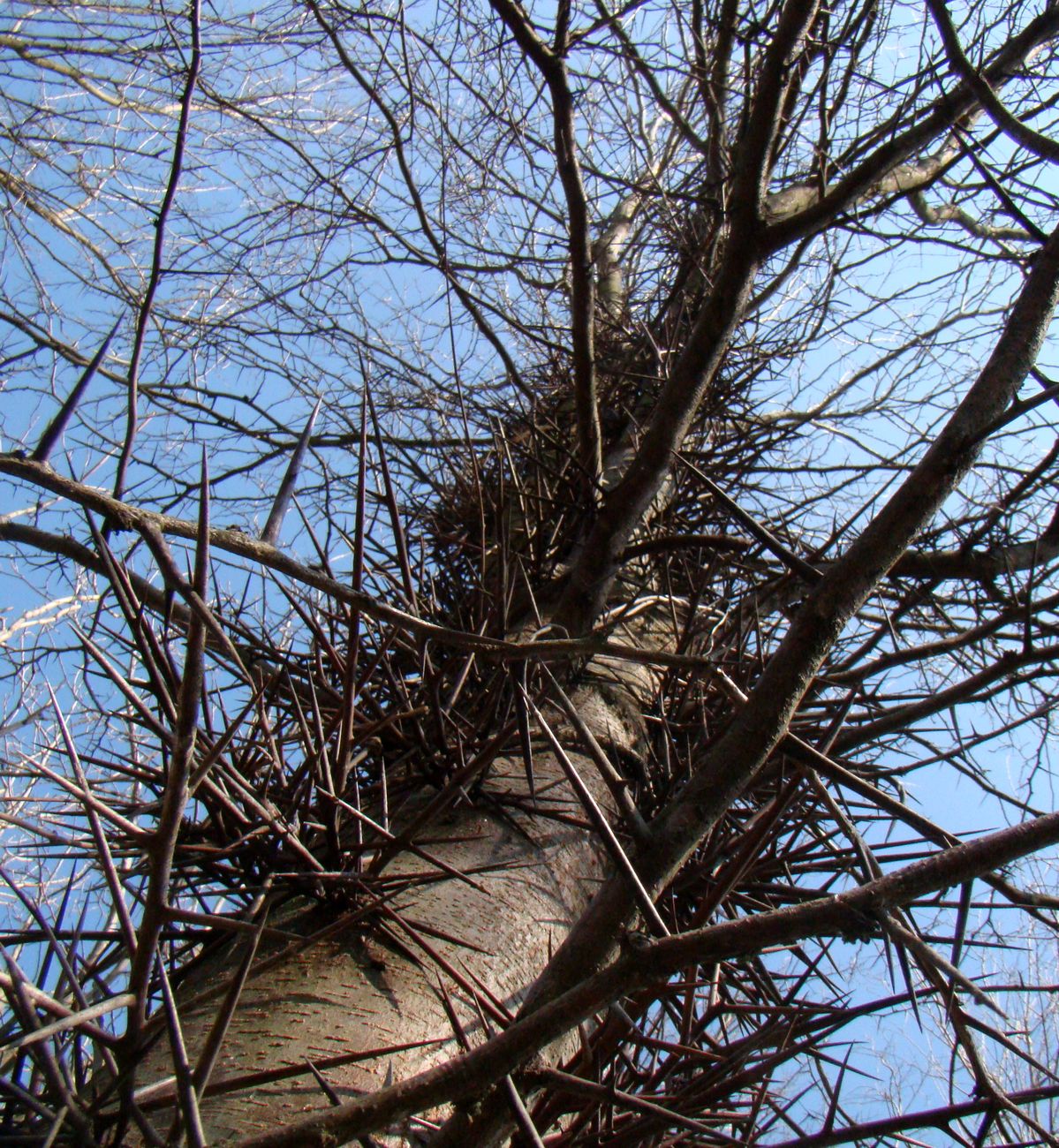 Image of Gleditsia triacanthos specimen.