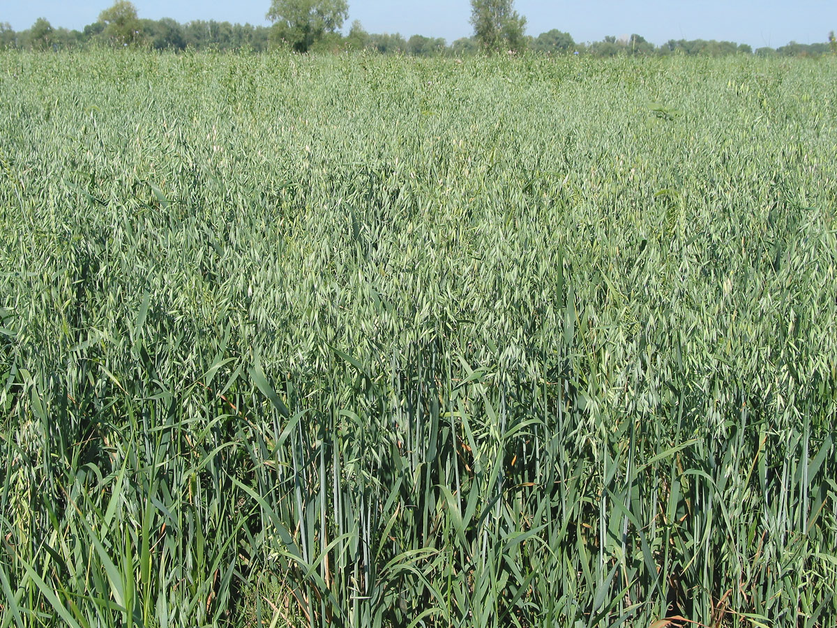 Image of Avena sativa specimen.