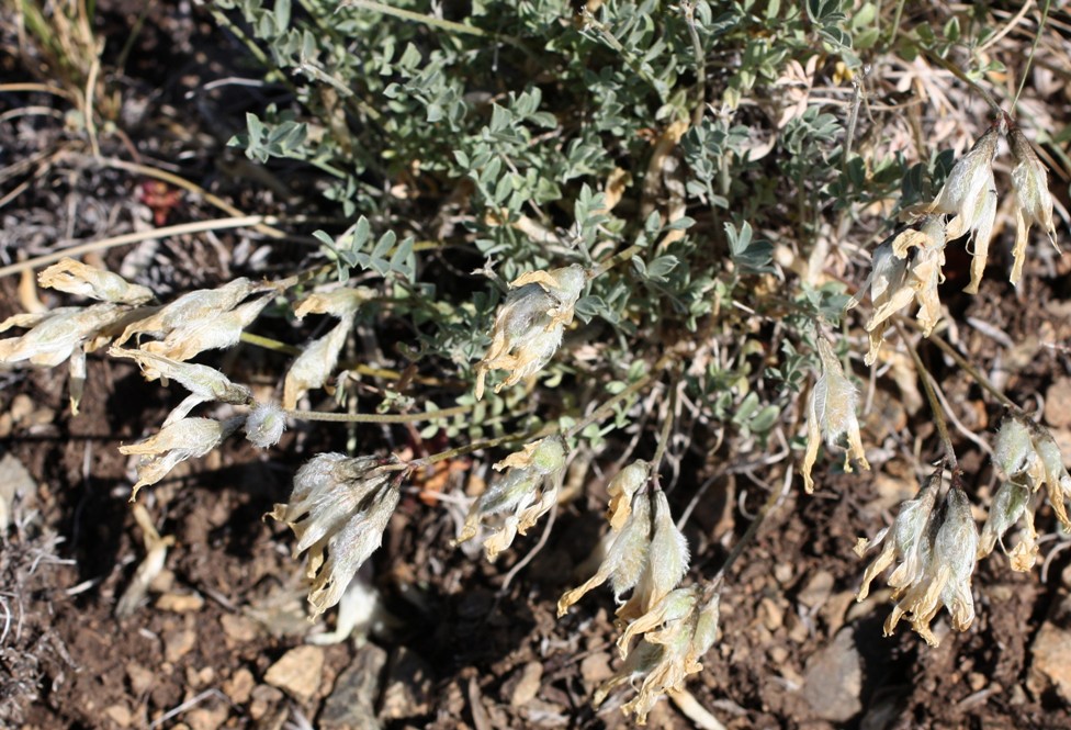 Изображение особи Astragalus depauperatus.